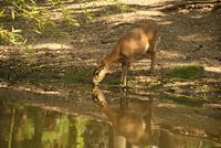 spiegeling bij drinken