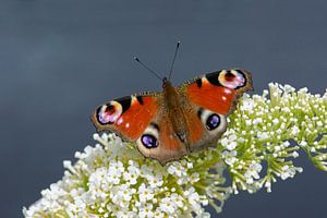 Tagpfauenauge auf Schmetterlingsflieder ruhend