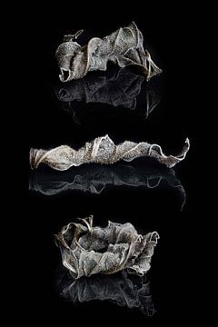 Trio leaf art by Klaartje Majoor