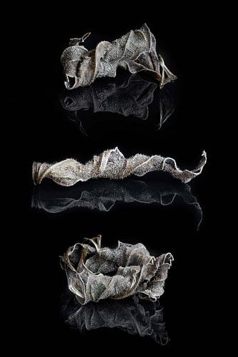 Trio leaf art by Klaartje Majoor