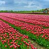 Bollenveld met rode Tulpen van Caroline Lichthart