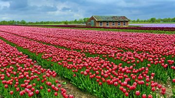 Bollenveld met rode Tulpen van Caroline Lichthart