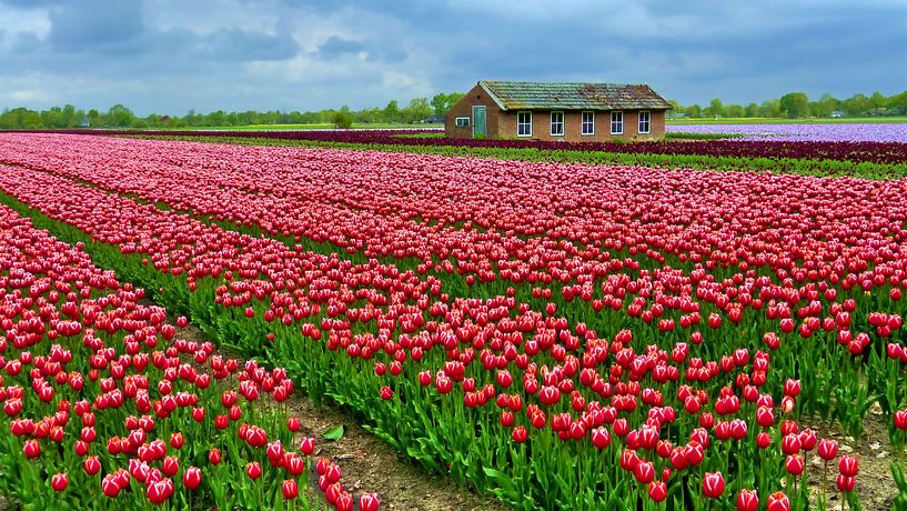 Bulb field with red Tulips by Caroline Lichthart