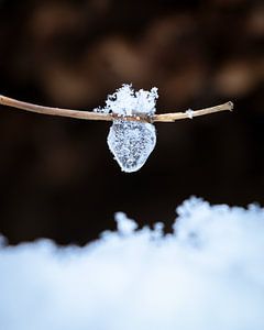Snowy strawberry