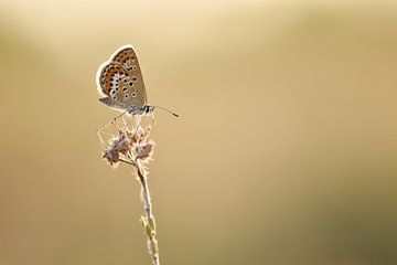 Heideblauwtje op dopheide in het Bargerveen