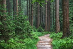 Erholsamer frischgrüner Waldweg