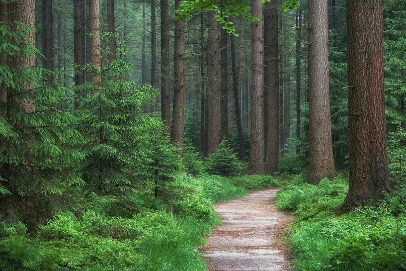 Rustgevend fris groen bospad van Cor de Hamer