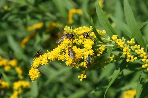 Nijverheid en kleurenpracht