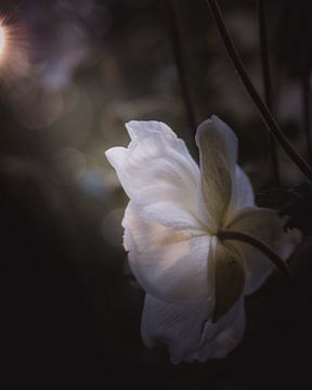 White flower in sunlight dark & moody van Sandra Hazes