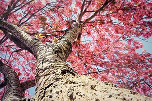 looking up.... pink beauty von Els Fonteine