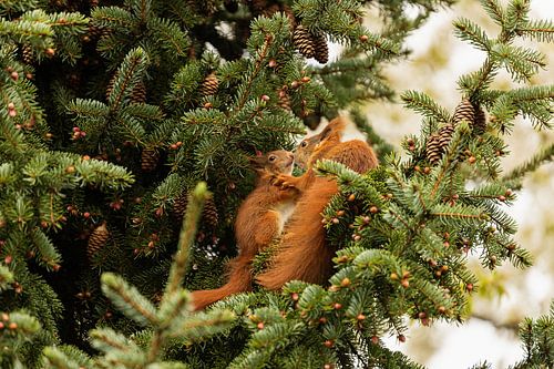 Squirrel - Sibling Love