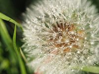 Pluizenbol (1)