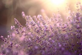 Betoverende lavendelvelden badend in zonlicht van Art & Soul Creations