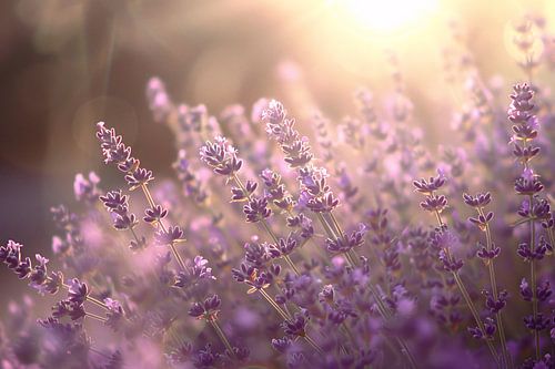 Betoverende lavendelvelden badend in zonlicht