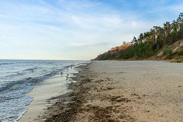 Zandduinen op het strand in Stubbenfelde aan de Oostzee van Animaflora PicsStock
