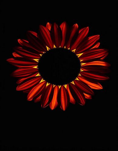 Ember Sun VIII