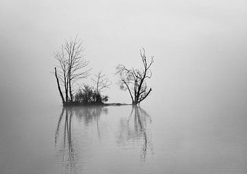 Struik in het hoge water met mist in zwart wit van Jose Lok