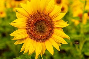 Zonnebloem