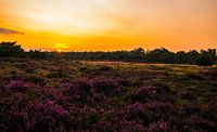 Heide bij zonsondergang  par Paula Darwinkel Aperçu