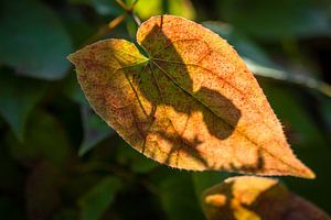 Shadows Of Autumn