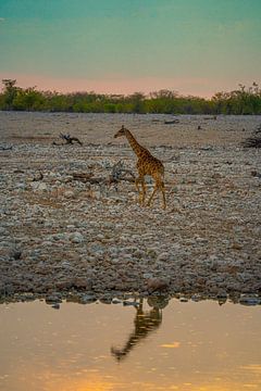 Giraffe im Etosha-Nationalpark in Namibia, Afrika von Patrick Groß