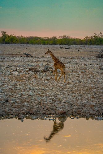 Giraffe in Etosha Nationaal Park in Namibië, Afrika