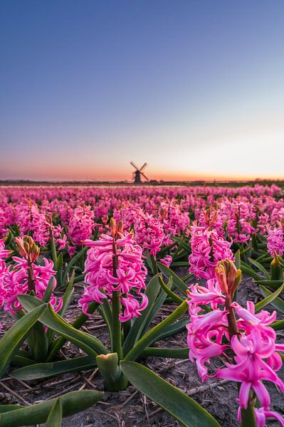 Hyacinths in bloom with windmill (0051) by Reezyard