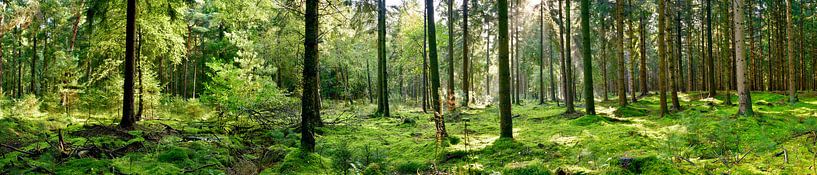 Nature Panorama by Günter Albers