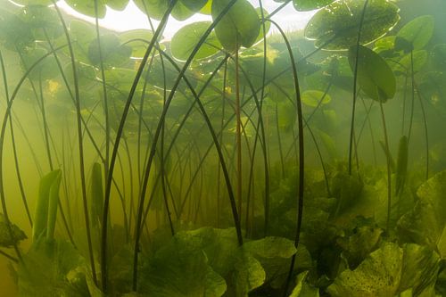 Gele plompen landschap