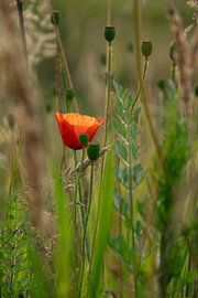 Mohnblume von Kimfaesdesign
