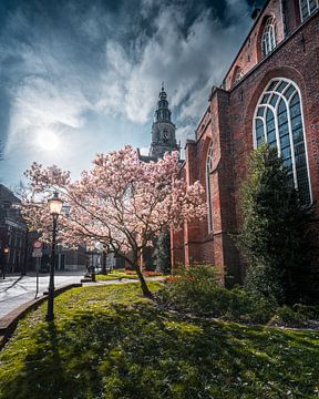 Magnolia in de Sint Jansstraat naast de Martinikerk, Groningen van Harmen van der Vaart