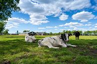 koeien in de wei op groen gras en mooie wolkenwolken. van Marco Hoogma thumbnail