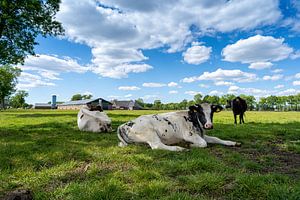 des vaches dans la prairie sur de l'herbe verte et de beaux nuages. sur Marco Hoogma