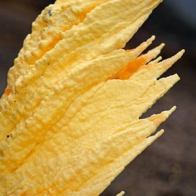 Dentelles minérales issues du soufre volcanique brut sur Frank Photos