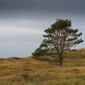 Eenzame den in het heuvellandschap van Jose Lok