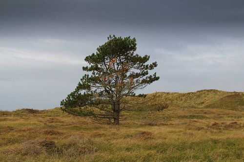 Eenzame den in het heuvellandschap van Jose Lok