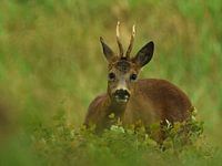 roebuck