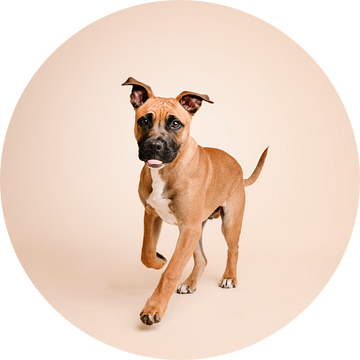 Speelse staffordshire bull terriër pup hond in de studio met beige achtergrondkleur