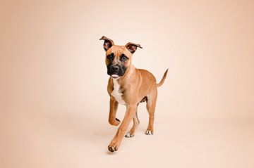 Playful staffordshire bull terrier puppy dog in studio with beige background colour by Elisabeth Vandepapeliere
