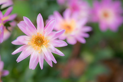 Paarse bloemen
