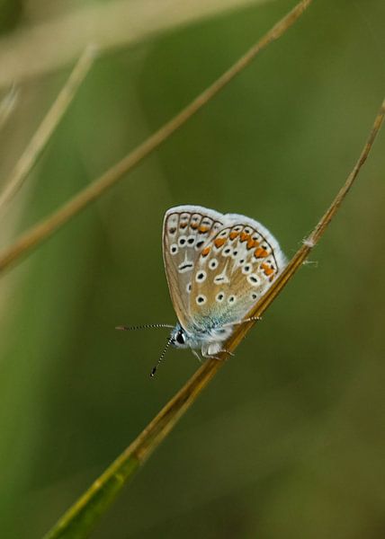 Icarus blauw von José Janssen