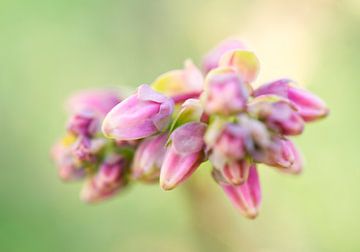 Heidelbeere Geschlossen Lila Blütenknospen von Iris Holzer Richardson