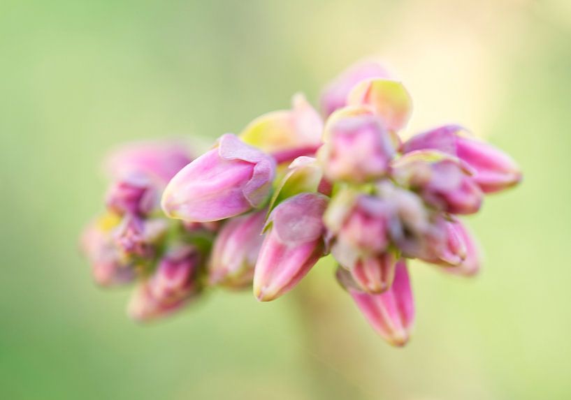 Blueberry Closed Purple Flower Buds by Iris Holzer Richardson