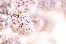 Une floraison rêveuse dans une douce lumière sur Miranda Geerts Art