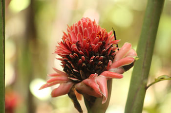 Caribbean flower