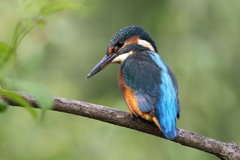 IJsvogel (Alcedo atthis) van Dirk Rüter