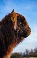 Veau écossais Highlander