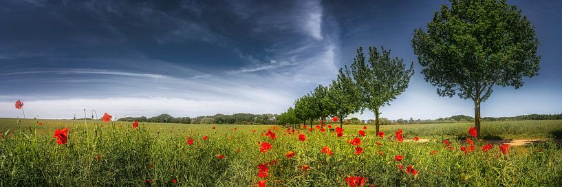Feld mit Mohnblumen im Sommer von Voss Fine Art Fotografie