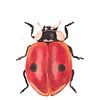 Print van een lieveheersbeestje, bijzondere insecten illustratie van Angela Peters