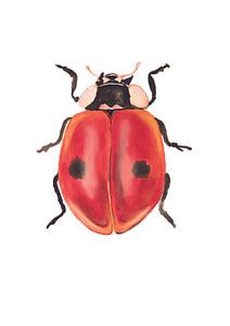 Druck eines Marienkäfers, spezielle Insektenillustration